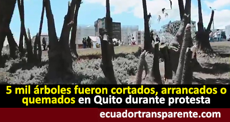 Aproximadamente cinco mil rboles fueron destrudos en Quito durante el violento paro